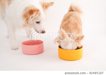 Border Collie and Long Coat Chihuahua eating homemade rice crazy 92485187