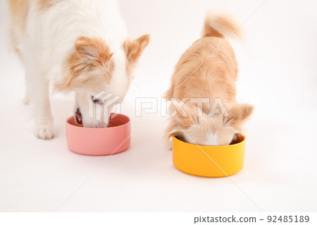 邊境牧羊犬和長外套吉娃娃瘋狂吃自製米飯 92485189
