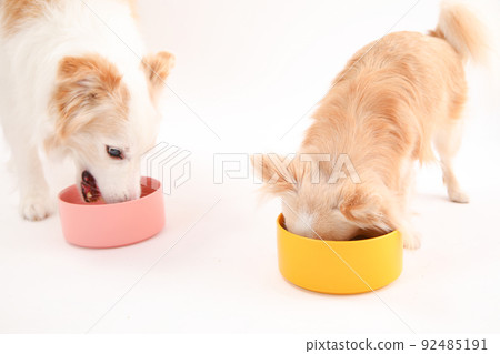 Border Collie and Long Coat Chihuahua eating homemade rice crazy 92485191