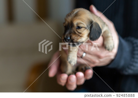 Puppy Kaninhen Dachshund Puppy Kaninhen Dachshund 92485888