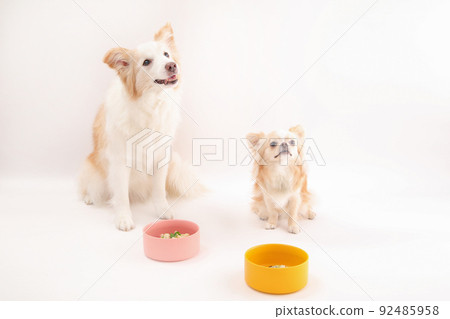 邊境牧羊犬和長外套吉娃娃瘋狂吃自製米飯 92485958