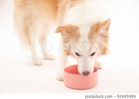 邊境牧羊犬瘋狂吃自製米飯 92485989