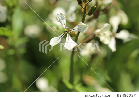White flowers of arugula, a brassicaceae herb White flowers of arugula, a brassicaceae herb 92486057