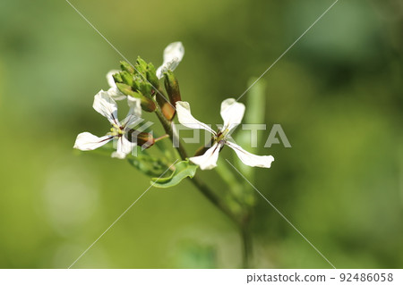 芝麻菜的白花,一種十字花科草本植物 芝麻菜的白花,一種十字花科草本植物 92486058