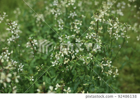 芝麻菜的白花，一種十字花科草本植物 92486138
