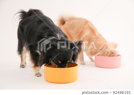 Two long coat Chihuahuas crazy about homemade rice Two long coat Chihuahuas crazy about homemade rice 92486191