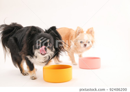 Two long coat Chihuahuas crazy about homemade rice Two long coat Chihuahuas crazy about homemade rice 92486200