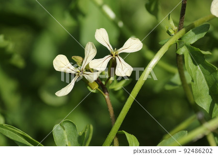 White flowers of arugula, a brassicaceae herb White flowers of arugula, a brassicaceae herb 92486202