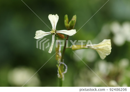White flowers of arugula, a brassicaceae herb White flowers of arugula, a brassicaceae herb 92486206