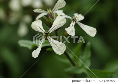White flowers of arugula, a brassicaceae herb White flowers of arugula, a brassicaceae herb 92486209