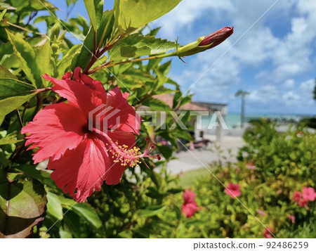 芙蓉和沖繩的天空 92486259