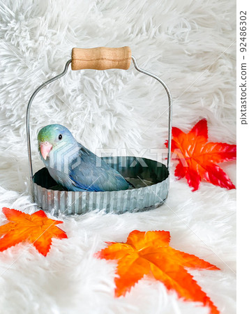 Forpus blue and white color parrot bird in the basket Forpus blue and white color parrot bird in the basket 92486302