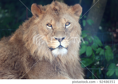 lion lion 92486351