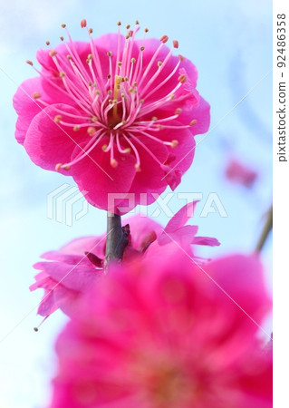 紅梅，深粉色梅花，特寫，藍天背景 92486358