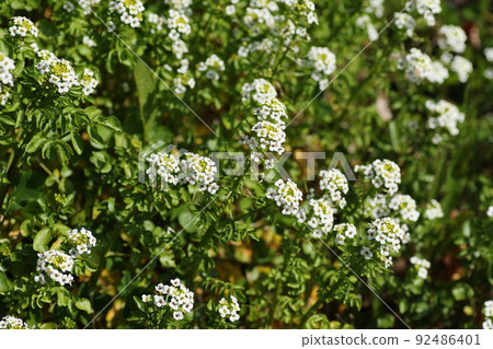 西洋菜的白花,一種多年生蕓苔科植物,生長在清澈的溪流中 西洋菜的白花,一種多年生蕓苔科植物,生長在清澈的溪流中 92486401