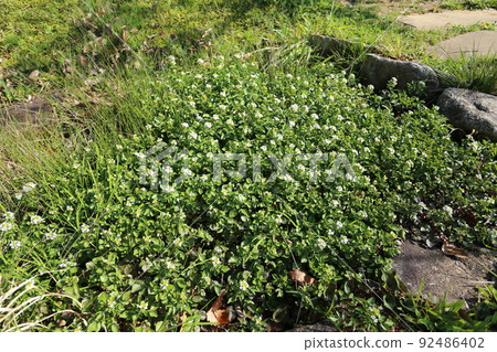 White flowers of watercress, a brassicaceae perennial that grows in clear streams 92486402