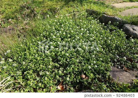 White flowers of watercress, a brassicaceae perennial that grows in clear streams 92486403