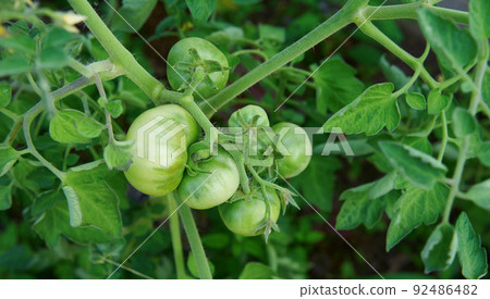 Green tomatoes. Tomato bushes in the greenhouse Green tomatoes. Tomato bushes in the greenhouse 92486482