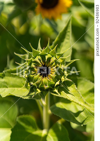 開花前的向日葵花蕾 開花前的向日葵花蕾 92486983