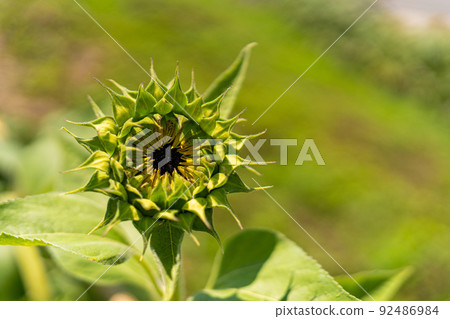 開花前的向日葵花蕾 開花前的向日葵花蕾 92486984