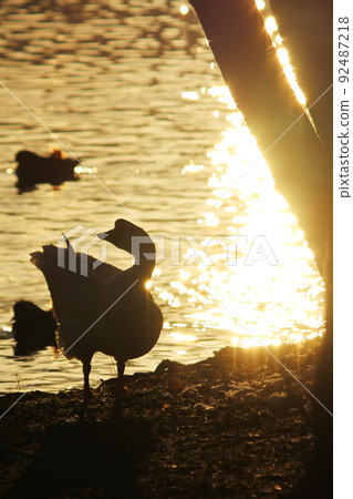 Silhouette photo of pond and goose Wild bird Asahi Silhouette photo of pond and goose Wild bird Asahi 92487218