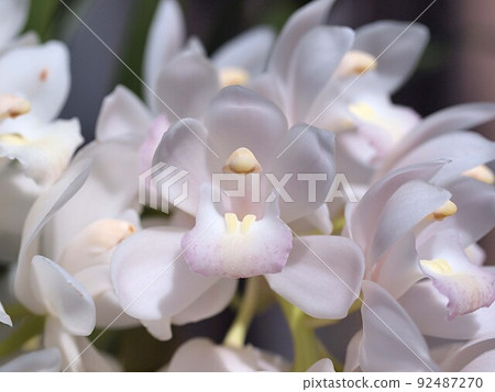 White cymbidium flower up White cymbidium flower up 92487270