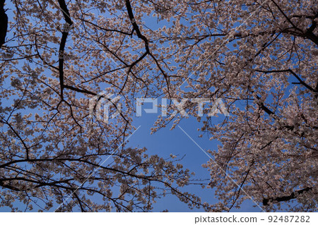 Sakura blue sky bag 92487282