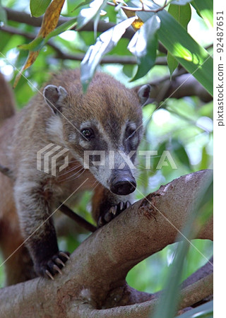 A coati in a tree A coati in a tree 92487651