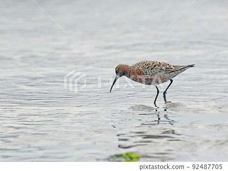 Curlew sandpiper _090516_1132 92487705