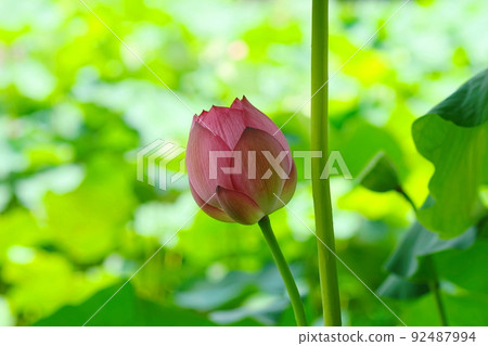 July Machida 447 Oga lotus (bud), Yakushiike Park July Machida 447 Oga lotus (bud), Yakushiike Park 92487994