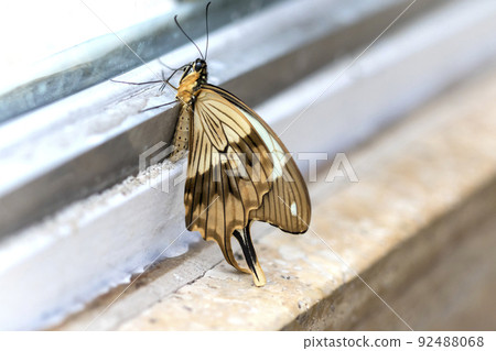 Beautiful butterfly on plant Beautiful butterfly on plant 92488068