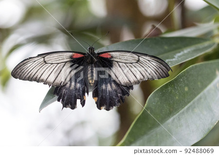Beautiful butterfly on plant Beautiful butterfly on plant 92488069