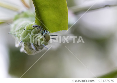 Butterfly caterpillar on a plant Butterfly caterpillar on a plant 92488070