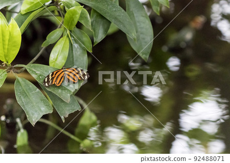 Beautiful butterfly on plant Beautiful butterfly on plant 92488071