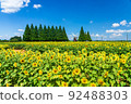 Akebono mountain agricultural park sunflower 92488303