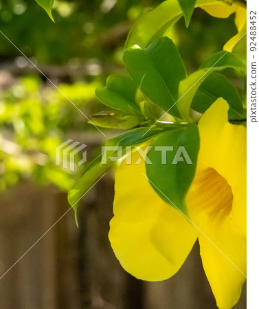 Hibiscus on Ishigaki Island and Taketomi Island Hibiscus on Ishigaki Island and Taketomi Island 92488452