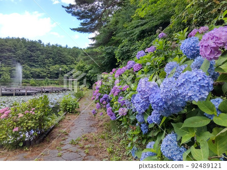 室山池塘和繡球花 室山池塘和繡球花 92489121