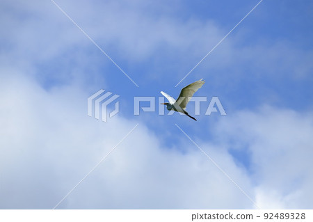 Wild egret flying in the blue sky Wild egret flying in the blue sky 92489328