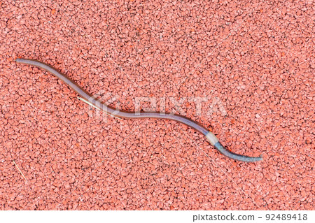 A photo of a large and thick earthworm. A photo of a large and thick earthworm. 92489418