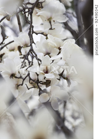 The white flowers of Yulan magnolia are in bloom. The scientific name is Magnolia de nudata. 92490342