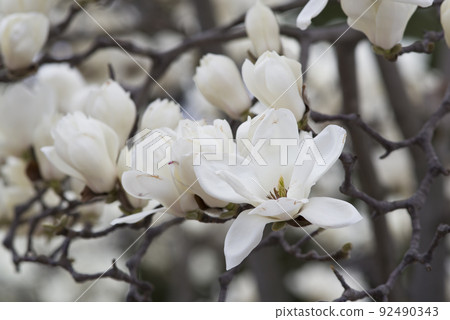 The white flowers of Yulan magnolia are in bloom. The scientific name is Magnolia de nudata. The white flowers of Yulan magnolia are in bloom. The scientific name is Magnolia de nudata. 92490343