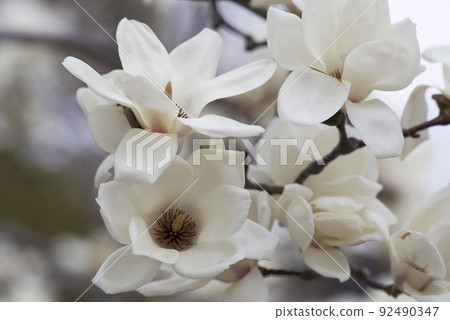 The white flowers of Yulan magnolia are in bloom. The scientific name is Magnolia de nudata. 92490347