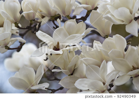 The white flowers of Yulan magnolia are in bloom. The scientific name is Magnolia de nudata. 92490349