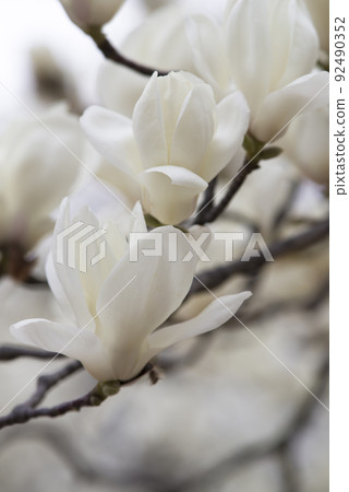 The white flowers of Yulan magnolia are in bloom. The scientific name is Magnolia de nudata. 92490352