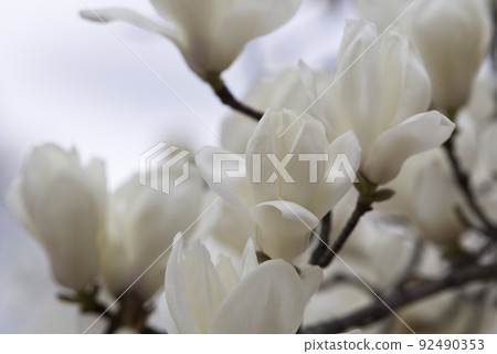 The white flowers of Yulan magnolia are in bloom. The scientific name is Magnolia de nudata. The white flowers of Yulan magnolia are in bloom. The scientific name is Magnolia de nudata. 92490353