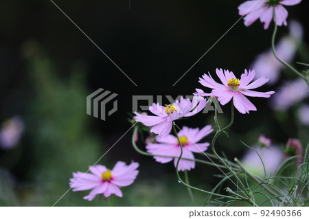 Bloom in the autumn wind 92490366