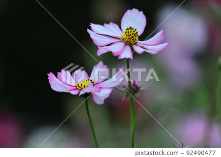 Bloom in the autumn wind Bloom in the autumn wind 92490477