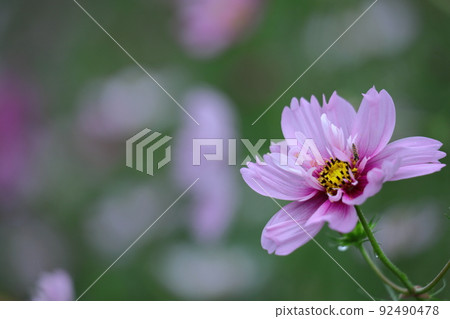 Bloom in the autumn wind Bloom in the autumn wind 92490478