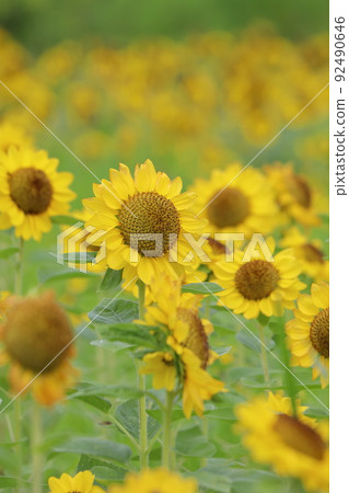 Sunflower field Sunflower field 92490646