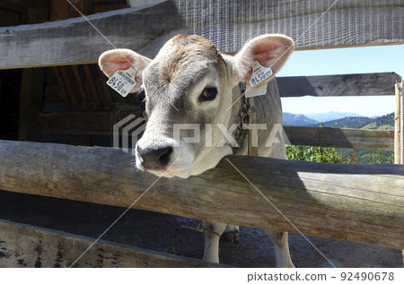 Young calf in the Bavarian mountains, Germany Young calf in the Bavarian mountains, Germany 92490678
